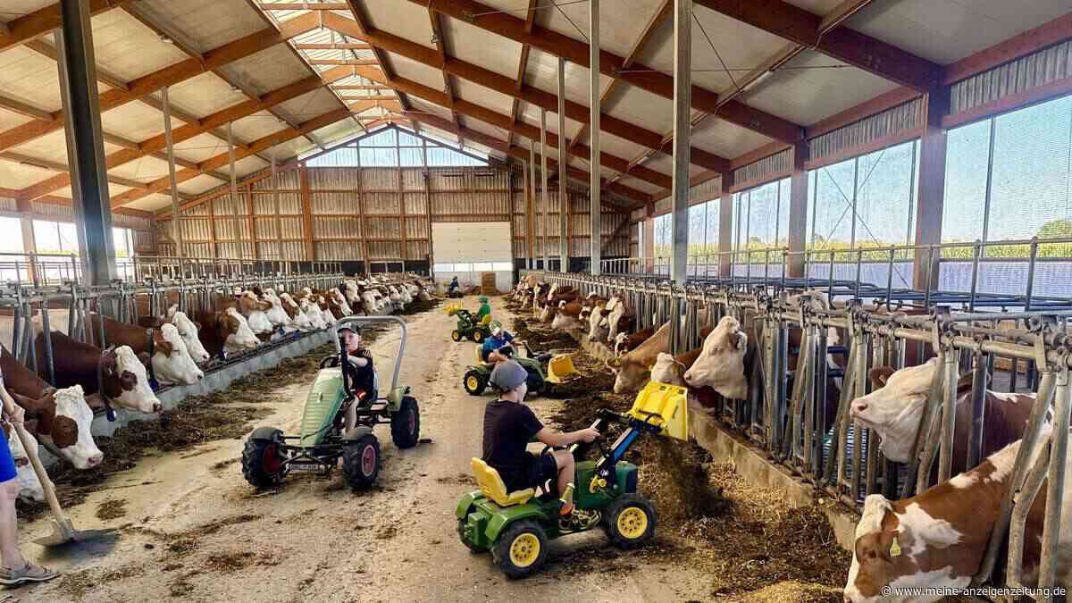 20 Kinder mahlen Getreide und füttern Kälber auf dem Bauernhof