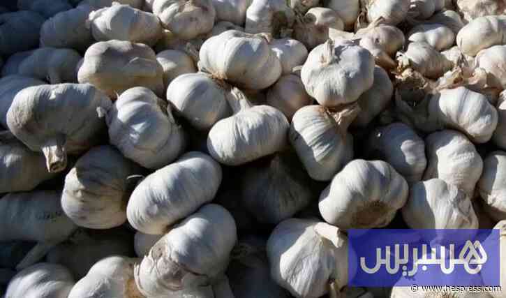 تسويق الثوم بالمغرب .. وفرة إنتاجية وتحذيرات من التحكم في الأسعار