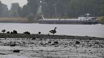 Nach einstelligen Werten: Wasserstand im Rhein steigt leicht an