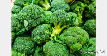 Franse broccoli-oogst daalt met 60% en sla 35% door droogte