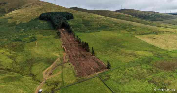 Phallic-shaped ‘Penis Woods’ is being chopped down despite swell of opposition
