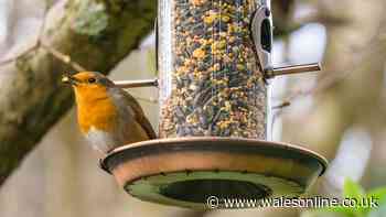 Warning to anyone with bird feeders in back garden as rain returns to UK