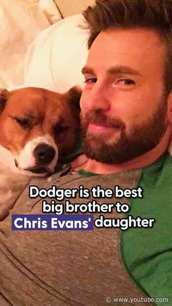 Dodger Is The Best Big Brother To Chris Evans' Daughter | The Dodo