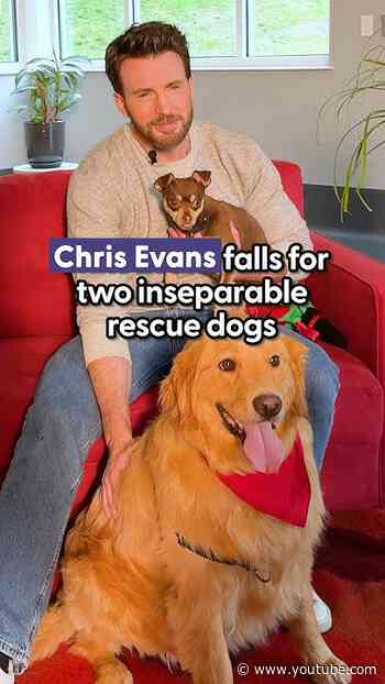 Chris Evans Falls For Two Inseparable Rescue Dogs | The Dodo