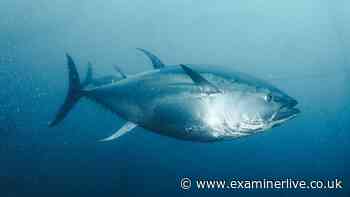 Giant bluefin tuna makes North Sea return after first catch in 60 years