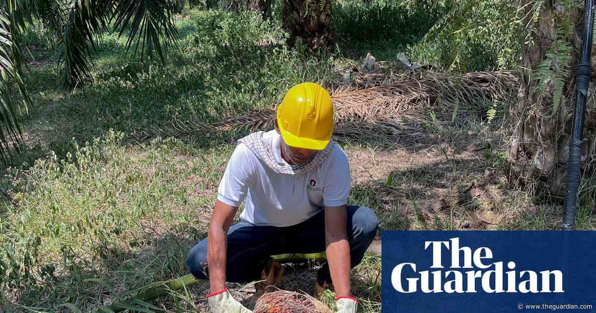 ‘We now live without this violence’: the Colombian farmers giving up coca for palm oil