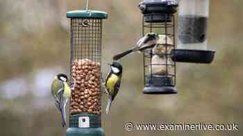 UK households with bird feeders issued major warning as rain returns