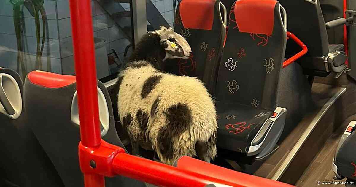 Ungewöhnlicher Ausflug: Schaf fährt im Bus durch die Waschanlage