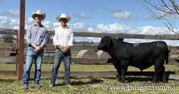 Winning genetic combination has 3R Angus break stud record with $70,000 top
