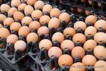 Union urges consumers to back UK eggs amid salmonella probe