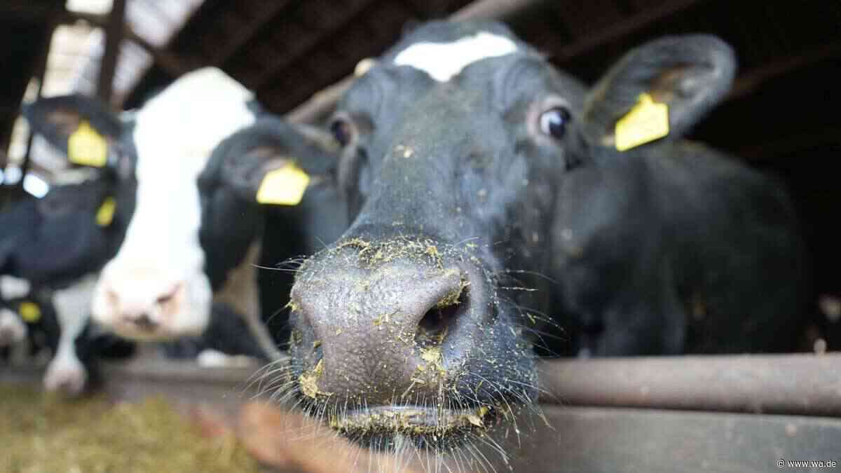 Hitzestress im Kuhstall: Italiens Parmesan-Erzeuger schlagen Alarm