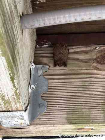 Bats are looking for places to nest in your home. Here’s why