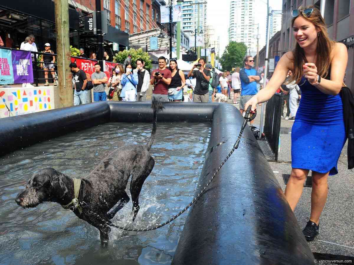 Slobbery drool, giant pool, obedience school: Festival celebrates Vancouver's dogs and the humans who love them