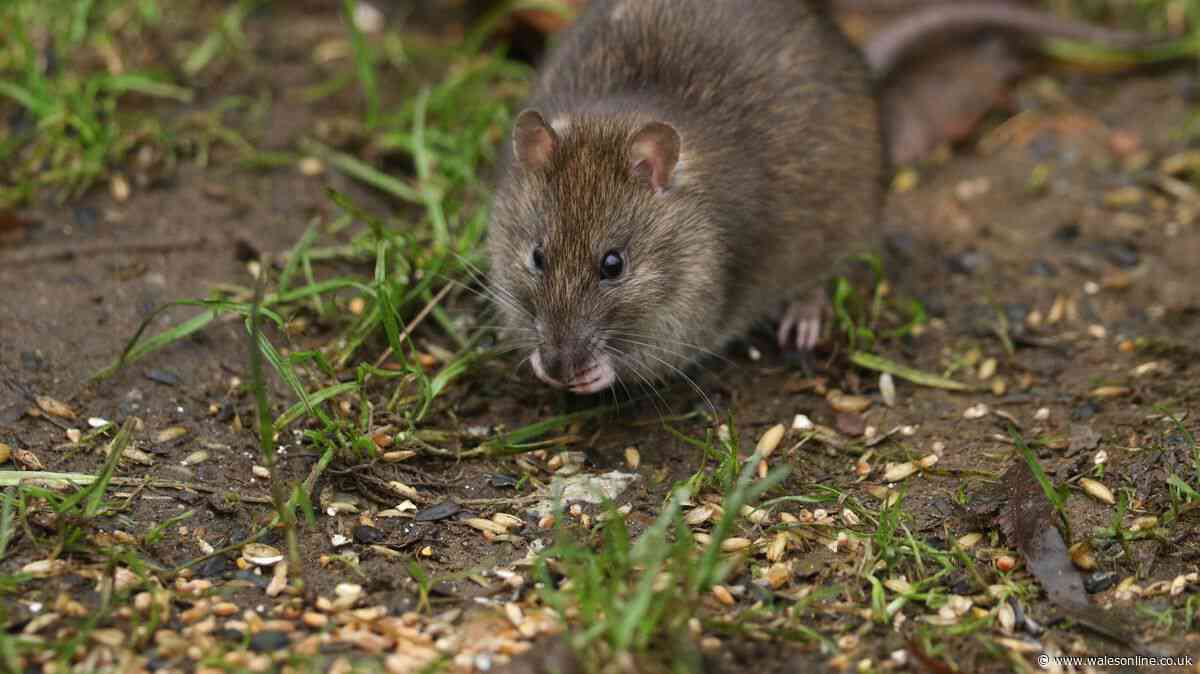 Prevent rats from entering homes using £1 natural spray they find 'irritating'