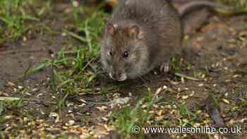 Prevent rats from entering homes using £1 natural spray they find 'irritating'
