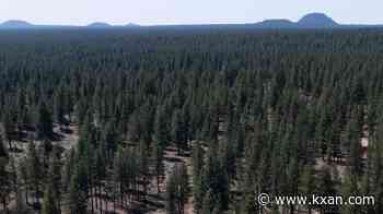 Trump moves to strip protections from 44M acres of national forest