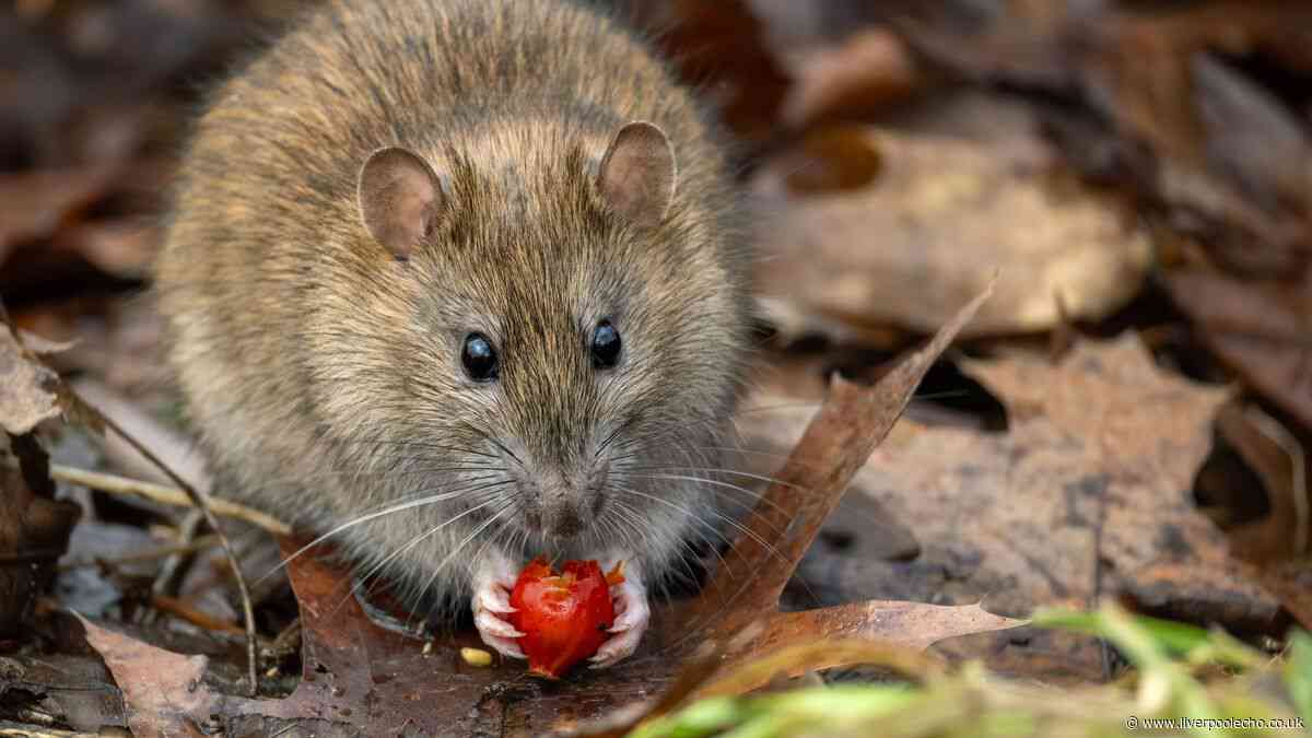 One natural kitchen staple that could keep rats away from your home for good