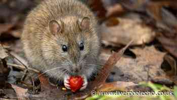 One natural kitchen staple that could keep rats away from your home for good