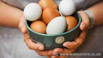 Welsh households urged to check eggs after salmonella outbreak