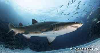 Thrill-seeking influencers chasing shark selfies are getting bitten