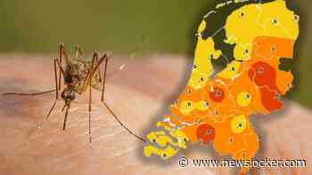 Muggenradar kleurt oranje: hierom zijn er zoveel muggen