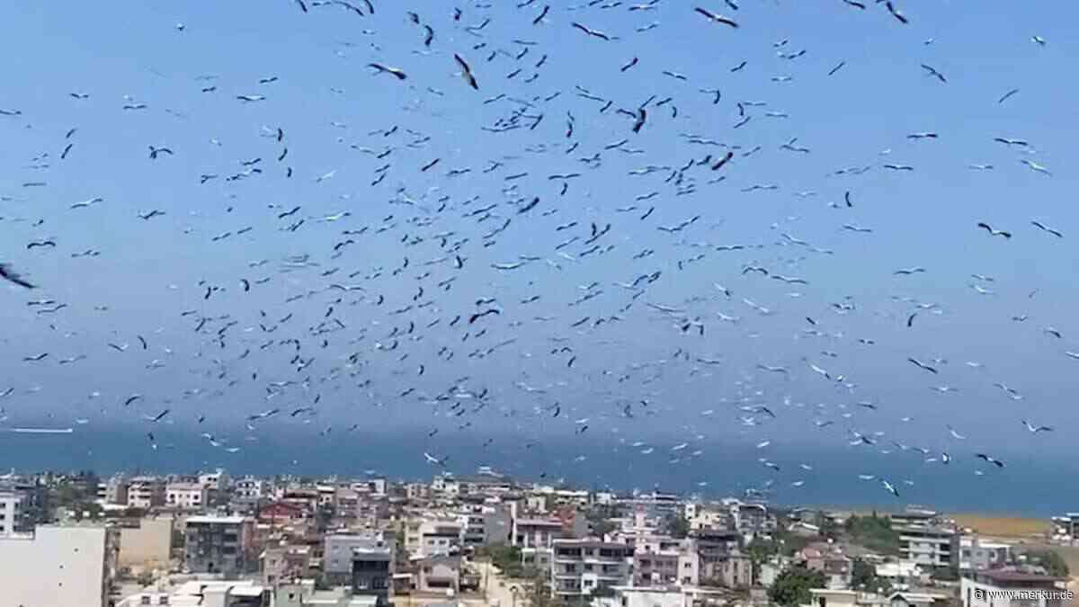 Hunderte Störche sorgen an Türkei-Küste für Naturspektakel