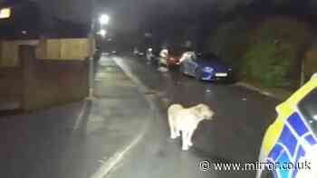 Dog ditched as man fled police on illegal e-scooter leads cops straight to owner's hiding place