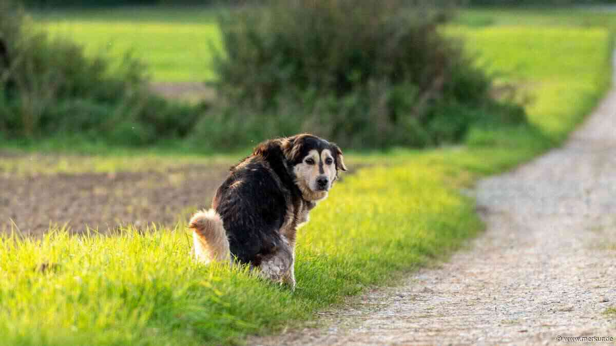 Warum Ihr Hund nach dem Koten mit den Pfoten scharrt – es ist keine Sauberkeitsgeste