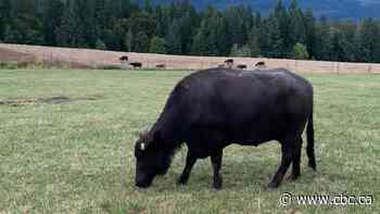 B.C.'s proposed changes to food processing on ALR get mixed reviews from farmers
