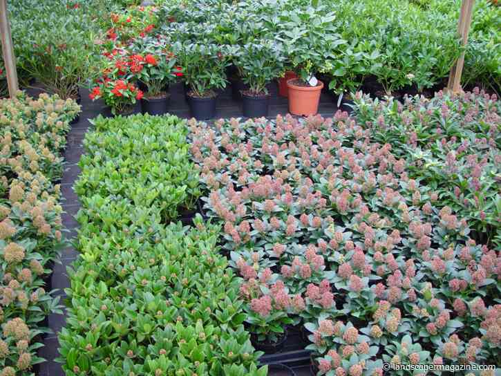 Inside The Flemish Pavilion: Five Nurseries To Discover At Four Oaks