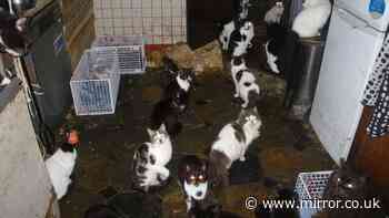 More cats being rescued by RSPCA than dogs for first time ever