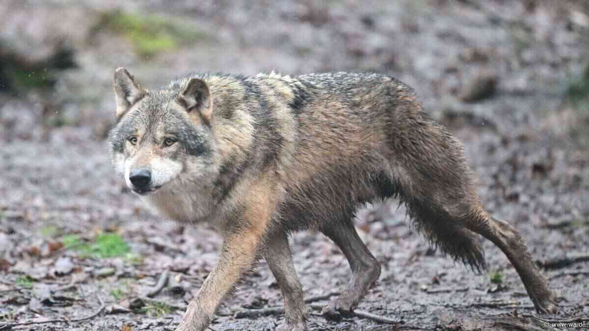 „Ein paar Gewehrschüsse reichen“ – Wolf-Angriffe in Italien eskalieren zum nationalen Konflikt