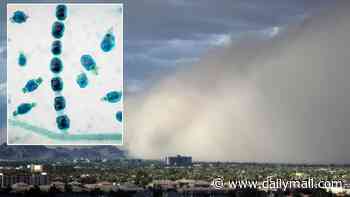 Deadly 'fungal storm' barrels toward major Arizona cities TODAY as officials warn residents to stay indoors