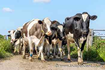 Mad cow disease discovered on UK farm, government announces
