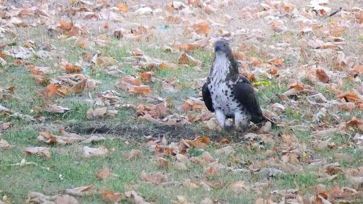Seltener Greifvogel: Wespenbussard plündert Wespennest in Walstedder Garten