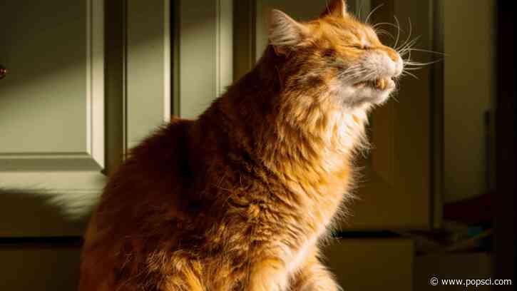 Scientists pinpoint the chemicals behind a cat’s signature urine smell