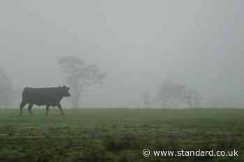 Case of BSE in cow confirmed on Scottish farm