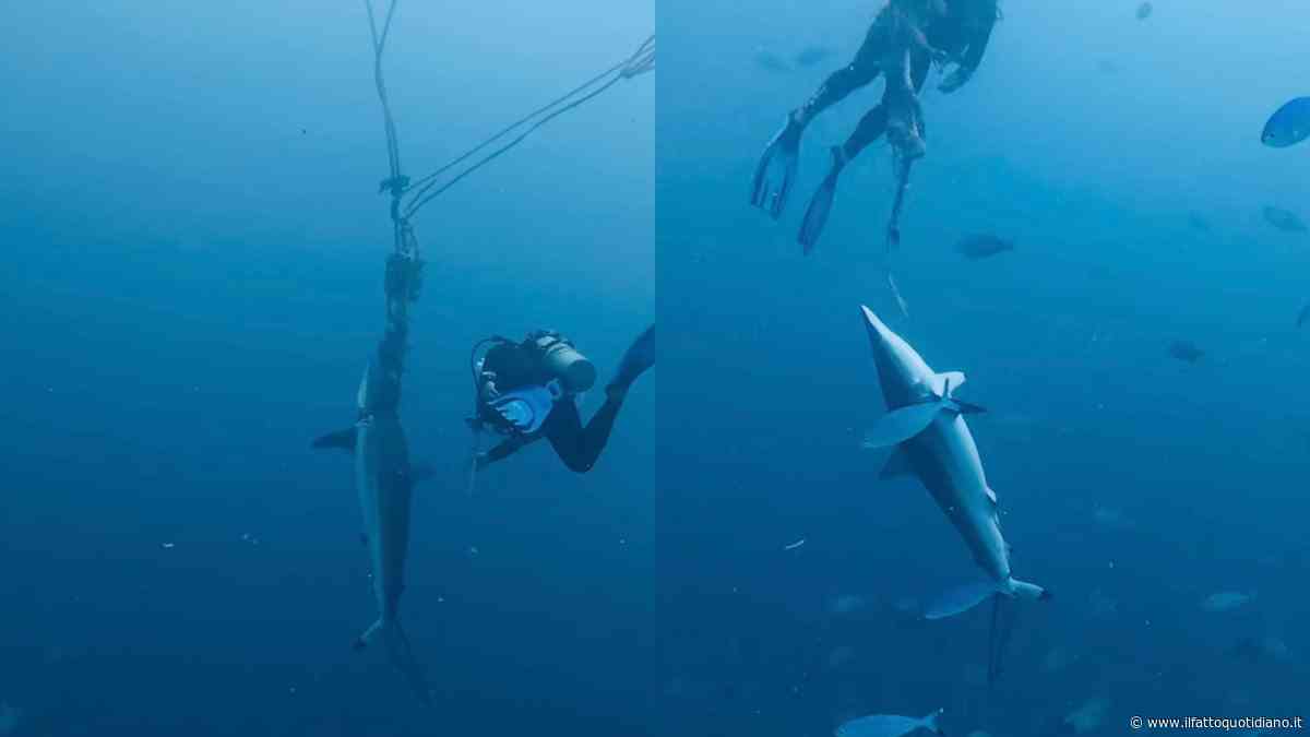 “Vedere un animale lottare così è stato straziante, uno dei momenti più stressanti e traumatizzanti della mia vita”: due squali restano intrappolati in una corda, sub si immergono e li liberano. Il video è virale