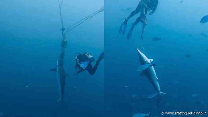 “Vedere un animale lottare così è stato straziante, uno dei momenti più stressanti e traumatizzanti della mia vita”: due squali restano intrappolati in una corda, sub si immergono e li liberano. Il video è virale