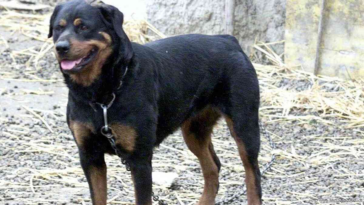 Azzannato da due rottweiler mentre raccoglie frutta nelle campagne del Salento: morto 72enne