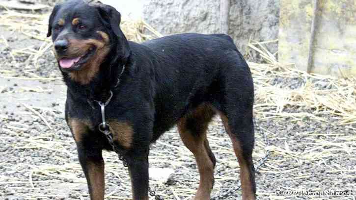 Azzannato da due rottweiler mentre raccoglie frutta nelle campagne del Salento: morto 72enne