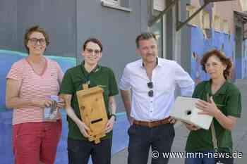Heidelberg – Umweltbürgermeister Schmidt-Lamontain auf Sommertour: Artenschutz an Gebäuden