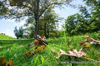 Seeing splotchy, fallen leaves? Wild weather and fungi are likely to blame.