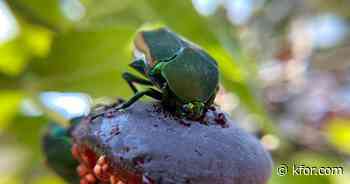 These large, extremely clumsy beetles are crashing into people in Los Angeles