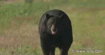 One hurt after bear entered home in western North Carolina