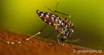 ‘Aggressive’ Asian tiger mosquito found in Niagara Region