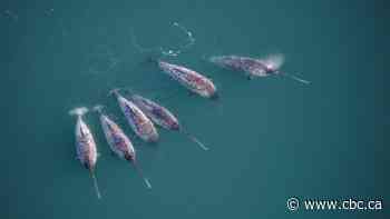 New research discovers the twisty secret behind the narwhal's unusually straight tusk