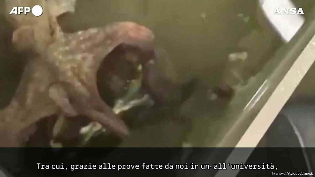 Polpi contro il granchio blu: la sfida degli scienziati italiani per fermare l’invasione. Ecco l’attacco del predatore