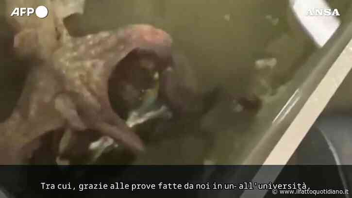 Polpi contro il granchio blu: la sfida degli scienziati italiani per fermare l’invasione. Ecco l’attacco del predatore