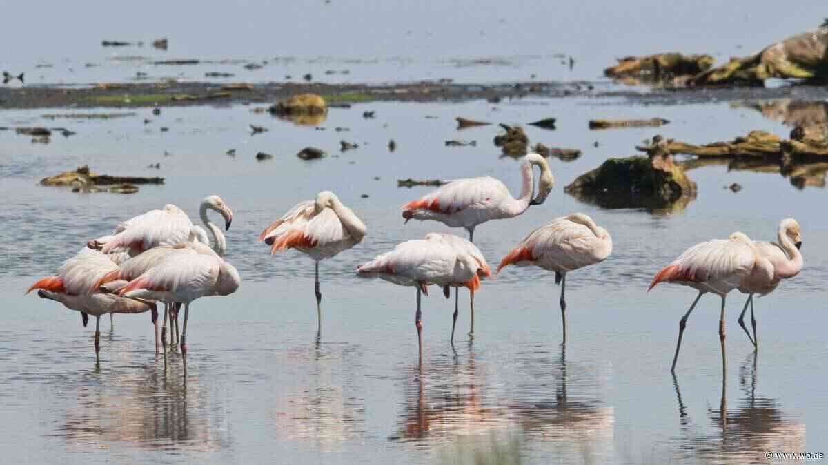 Magazin stellt Wandertipps vor: Flamingos, Natur und eine besondere Landschaft